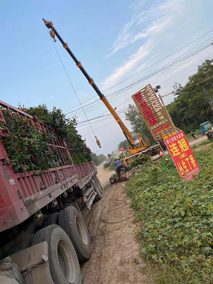 普货做到量价齐升，这家苗圃正在闷声发大财！——访宿迁巨龙园林工程
